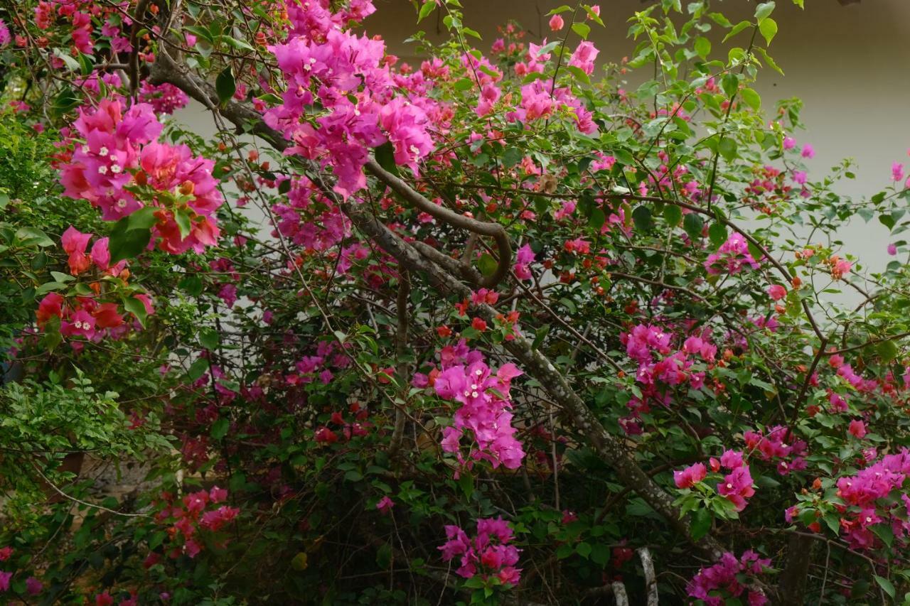 Magnolia 3*